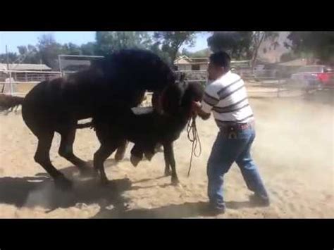Mohsin on lumpy skin II Best solution of lumpy skinLumpy serum khud bna. . Large horse breeding small mare